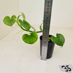 #35 Philodendron Grazielae