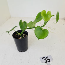 Load image into Gallery viewer, #35 Philodendron Grazielae