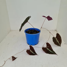 Load image into Gallery viewer, #36 Dioscorea Discolor