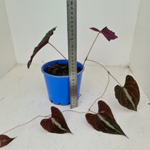 Load image into Gallery viewer, #36 Dioscorea Discolor