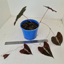 Load image into Gallery viewer, #36 Dioscorea Discolor