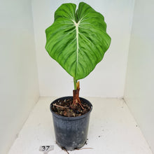 Load image into Gallery viewer, #37 Philodendron Dean McDowell - Rooted tip cutting
