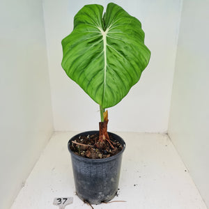 #37 Philodendron Dean McDowell - Rooted tip cutting