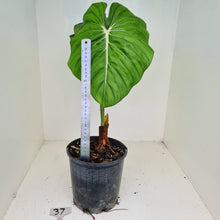 Load image into Gallery viewer, #37 Philodendron Dean McDowell - Rooted tip cutting