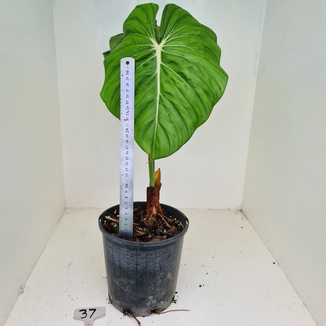 #37 Philodendron Dean McDowell - Rooted tip cutting