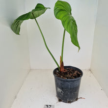 Load image into Gallery viewer, #37 Philodendron Dean McDowell - Rooted tip cutting