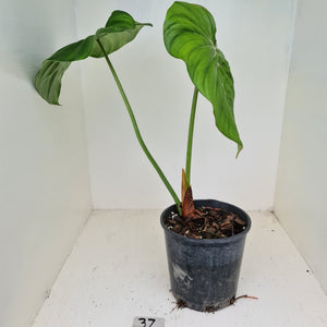 #37 Philodendron Dean McDowell - Rooted tip cutting