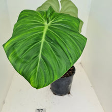 Load image into Gallery viewer, #37 Philodendron Dean McDowell - Rooted tip cutting