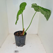 Load image into Gallery viewer, #37 Philodendron Dean McDowell - Rooted tip cutting