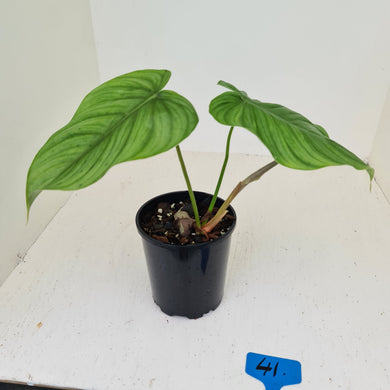 #41 Philodendron Plowmanii x Tenue - Rooted/Shot cutting