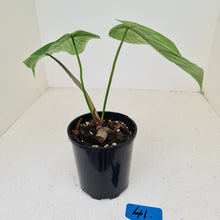 Load image into Gallery viewer, #41 Philodendron Plowmanii x Tenue - Rooted/Shot cutting
