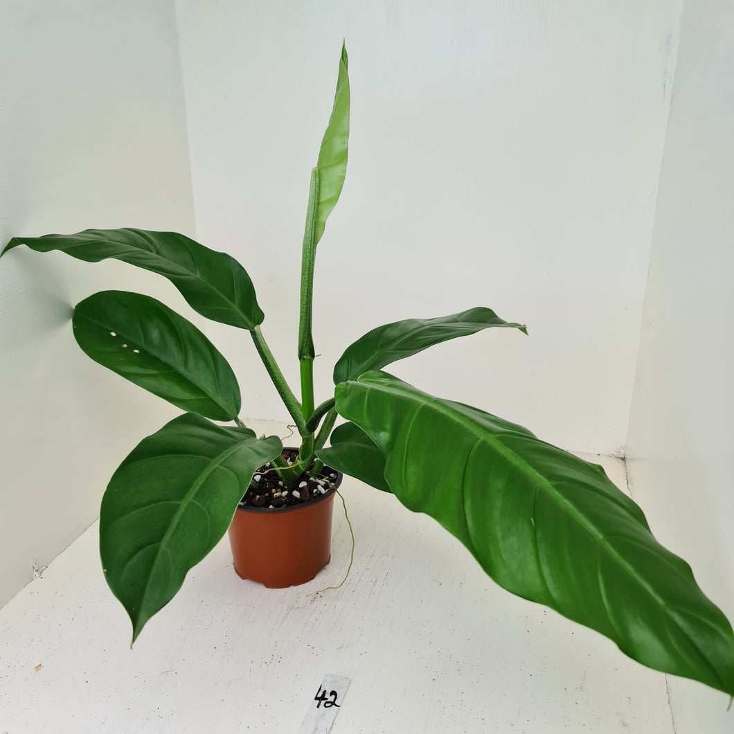 #42 Philodendron Wurdackii