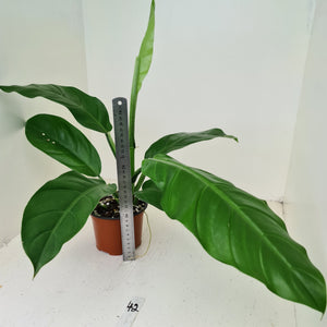 #42 Philodendron Wurdackii