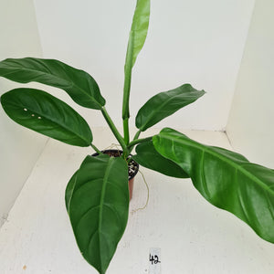 #42 Philodendron Wurdackii