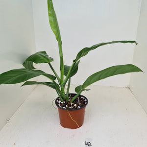 #42 Philodendron Wurdackii