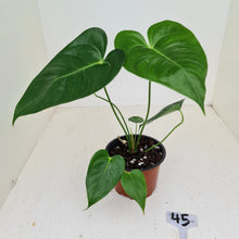 Load image into Gallery viewer, #45 Anthurium Veitchii hybrid