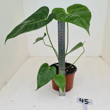 Load image into Gallery viewer, #45 Anthurium Veitchii hybrid