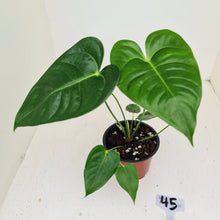Load image into Gallery viewer, #45 Anthurium Veitchii hybrid