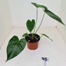 Load image into Gallery viewer, #45 Anthurium Veitchii hybrid