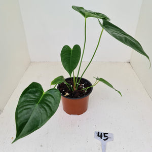 #45 Anthurium Veitchii hybrid