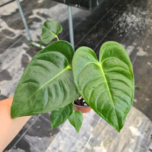 Load image into Gallery viewer, #45 Anthurium Veitchii hybrid