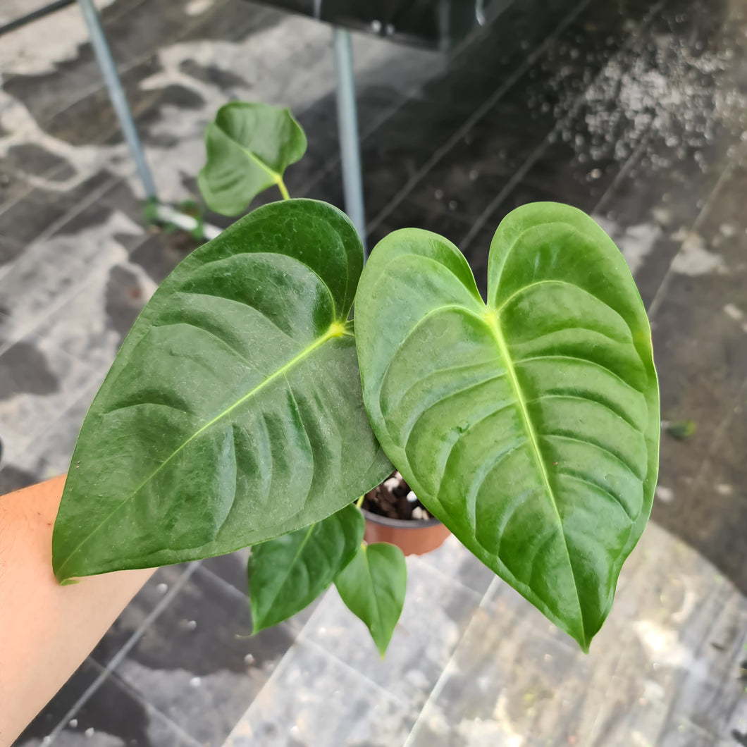 #45 Anthurium Veitchii hybrid