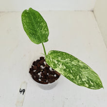 Load image into Gallery viewer, #49 Philodendron Jose Buono - Well rooted tip cutting