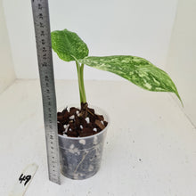 Load image into Gallery viewer, #49 Philodendron Jose Buono - Well rooted tip cutting