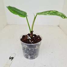Load image into Gallery viewer, #49 Philodendron Jose Buono - Well rooted tip cutting