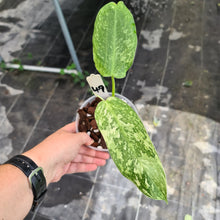 Load image into Gallery viewer, #49 Philodendron Jose Buono - Well rooted tip cutting