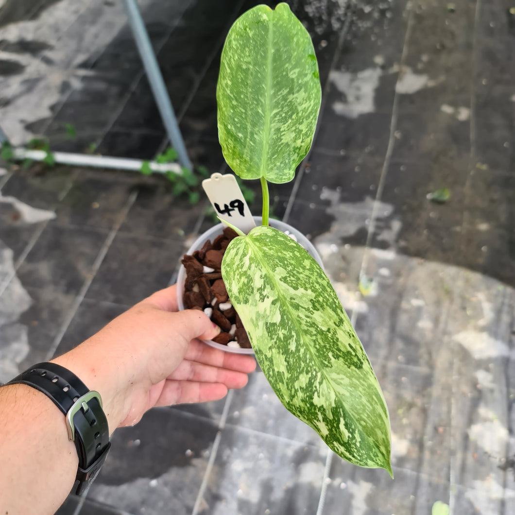 #49 Philodendron Jose Buono - Well rooted tip cutting