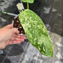 Load image into Gallery viewer, #49 Philodendron Jose Buono - Well rooted tip cutting