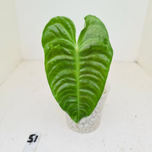 Load image into Gallery viewer, #51 Anthurium Veitchii -  Rooted/Shot Cutting