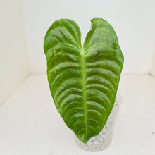 Load image into Gallery viewer, #51 Anthurium Veitchii -  Rooted/Shot Cutting