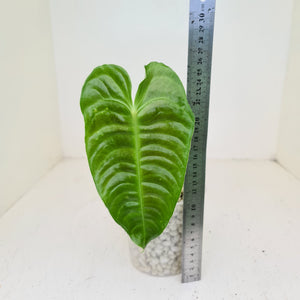 #51 Anthurium Veitchii -  Rooted/Shot Cutting