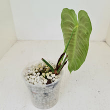 Load image into Gallery viewer, #51 Anthurium Veitchii -  Rooted/Shot Cutting