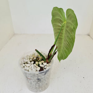 #51 Anthurium Veitchii -  Rooted/Shot Cutting