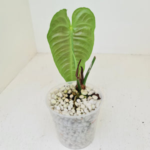 #51 Anthurium Veitchii -  Rooted/Shot Cutting