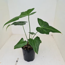 Load image into Gallery viewer, #52 Anthurium Macrolobium