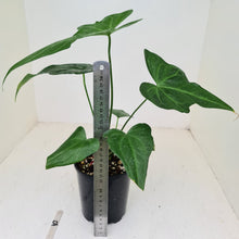 Load image into Gallery viewer, #52 Anthurium Macrolobium