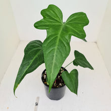Load image into Gallery viewer, #52 Anthurium Macrolobium