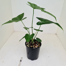 Load image into Gallery viewer, #52 Anthurium Macrolobium