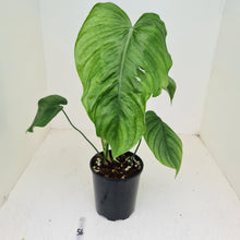 Load image into Gallery viewer, #56 Philodendron Plowmanii x Tenue