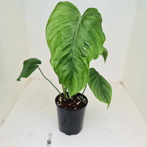 #56 Philodendron Plowmanii x Tenue