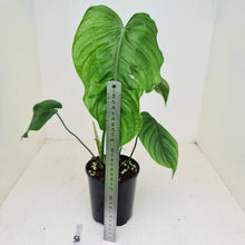 Load image into Gallery viewer, #56 Philodendron Plowmanii x Tenue