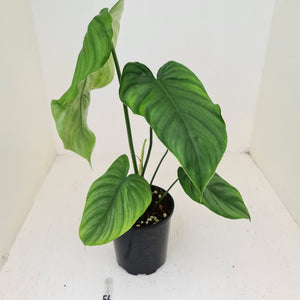 #56 Philodendron Plowmanii x Tenue