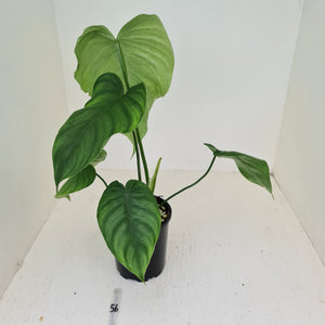 #56 Philodendron Plowmanii x Tenue