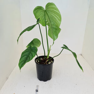 #56 Philodendron Plowmanii x Tenue