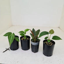 Load image into Gallery viewer, BABY ANTHURIUM PACKAGE - 4 x SEEDLINGS