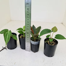 Load image into Gallery viewer, BABY ANTHURIUM PACKAGE - 4 x SEEDLINGS